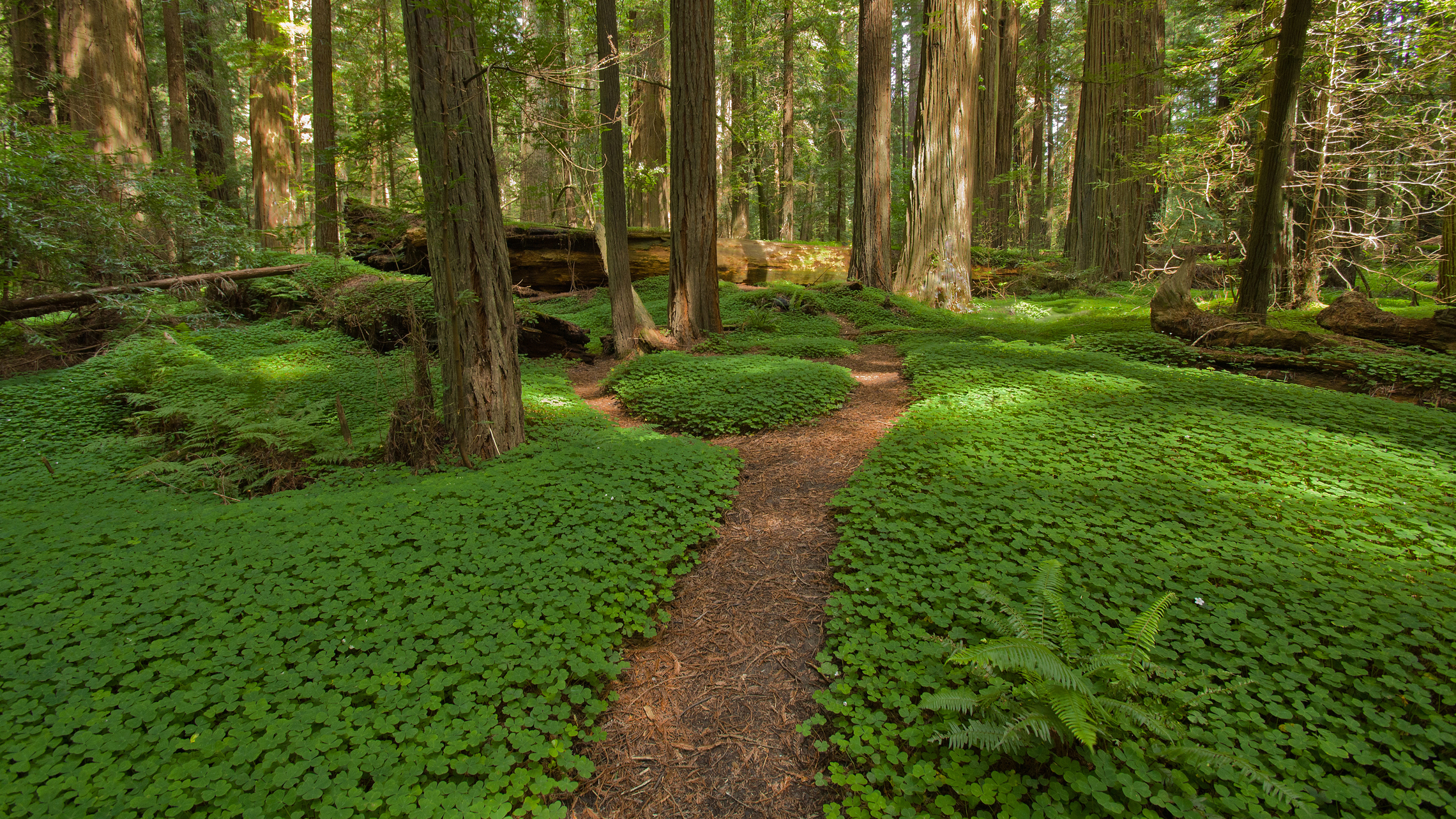 Zoom Backgrounds for Park Lovers | Cal Parks